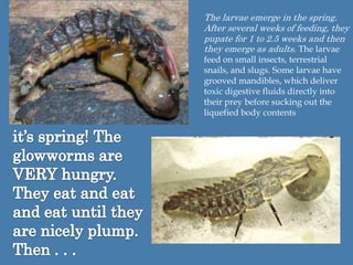 The larvae emerge in the spring. After several weeks of feeding, they pupate for 1 to 2.5 weeks and then they emerge as adults. The larvae feed on small insects, terrestrial snails, and slugs. Some larvae have grooved mandibles, which deliver toxic digestive fluids directly into their prey before sucking out the liquefied body contentsit’s spring! The glowworms are VERY hungry. They eat and eat and eat until they are nicely plump. Then . . . 