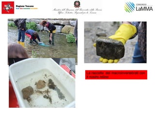 La raccolta dei macroinvertebrati con
il nostro retino
 