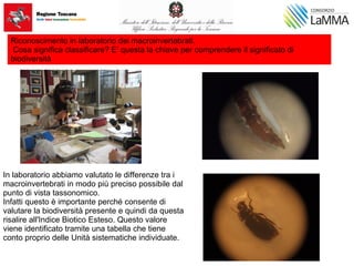 In laboratorio abbiamo valutato le differenze tra i
macroinvertebrati in modo più preciso possibile dal
punto di vista tassonomico.
Infatti questo è importante perché consente di
valutare la biodiversità presente e quindi da questa
risalire all'Indice Biotico Esteso. Questo valore
viene identificato tramite una tabella che tiene
conto proprio delle Unità sistematiche individuate.
Riconoscimento in laboratorio dei macroinvertebrati.
Cosa significa classificare? E’ questa la chiave per comprendere il significato di
biodiversità
 