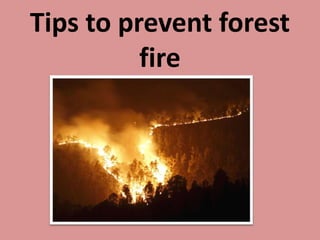 Tips to prevent forest
          fire
 