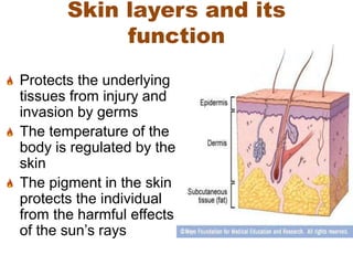 Skin layers and its
function
Protects the underlying
tissues from injury and
invasion by germs
The temperature of the
body is regulated by the
skin
The pigment in the skin
protects the individual
from the harmful effects
of the sun’s rays
 