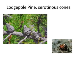 Lodgepole Pine, serotinous cones 
 