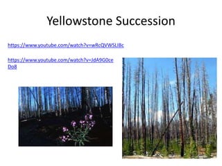 Yellowstone Succession 
https://www.youtube.com/watch?v=wRcQVWSLIBc 
https://www.youtube.com/watch?v=JdA9G0ce 
Do8 
 