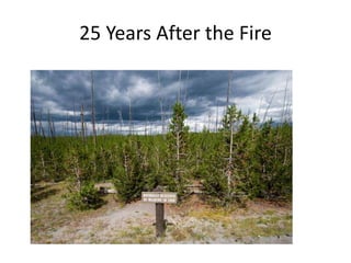25 Years After the Fire 
 