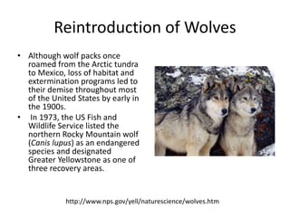 Reintroduction of Wolves 
• Although wolf packs once 
roamed from the Arctic tundra 
to Mexico, loss of habitat and 
extermination programs led to 
their demise throughout most 
of the United States by early in 
the 1900s. 
• In 1973, the US Fish and 
Wildlife Service listed the 
northern Rocky Mountain wolf 
(Canis lupus) as an endangered 
species and designated 
Greater Yellowstone as one of 
three recovery areas. 
http://www.nps.gov/yell/naturescience/wolves.htm 
 