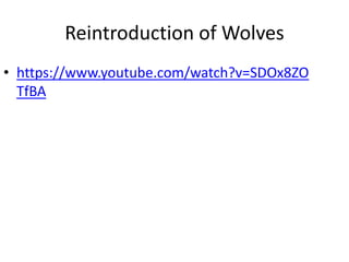 Reintroduction of Wolves 
• https://www.youtube.com/watch?v=SDOx8ZO 
TfBA 
 
