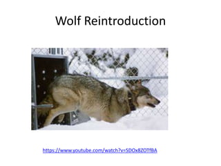 Wolf Reintroduction 
https://www.youtube.com/watch?v=SDOx8ZOTfBA 
 