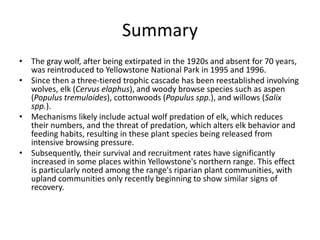 Summary 
• The gray wolf, after being extirpated in the 1920s and absent for 70 years, 
was reintroduced to Yellowstone National Park in 1995 and 1996. 
• Since then a three-tiered trophic cascade has been reestablished involving 
wolves, elk (Cervus elaphus), and woody browse species such as aspen 
(Populus tremuloides), cottonwoods (Populus spp.), and willows (Salix 
spp.). 
• Mechanisms likely include actual wolf predation of elk, which reduces 
their numbers, and the threat of predation, which alters elk behavior and 
feeding habits, resulting in these plant species being released from 
intensive browsing pressure. 
• Subsequently, their survival and recruitment rates have significantly 
increased in some places within Yellowstone's northern range. This effect 
is particularly noted among the range's riparian plant communities, with 
upland communities only recently beginning to show similar signs of 
recovery. 
 