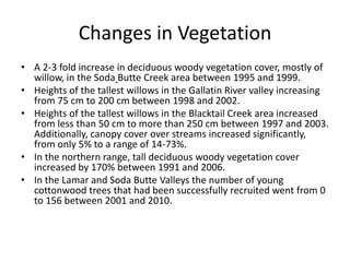 Changes in Vegetation 
• A 2-3 fold increase in deciduous woody vegetation cover, mostly of 
willow, in the Soda Butte Creek area between 1995 and 1999. 
• Heights of the tallest willows in the Gallatin River valley increasing 
from 75 cm to 200 cm between 1998 and 2002. 
• Heights of the tallest willows in the Blacktail Creek area increased 
from less than 50 cm to more than 250 cm between 1997 and 2003. 
Additionally, canopy cover over streams increased significantly, 
from only 5% to a range of 14-73%. 
• In the northern range, tall deciduous woody vegetation cover 
increased by 170% between 1991 and 2006. 
• In the Lamar and Soda Butte Valleys the number of young 
cottonwood trees that had been successfully recruited went from 0 
to 156 between 2001 and 2010. 
 