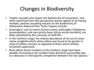 Changes in Biodiversity 
• Trophic cascades also impact the biodiversity of ecosystems, and 
when examined from that perspective wolves appear to be having 
multiple, positive cascading impacts on the biodiversity of 
Yellowstone National Park. These impacts include: 
• Scavengers, such as ravens (Corvus corax), bald eagles (Haliaeetus 
leucocephalus), and even grizzly bears (Ursus arctos horribilis), are 
likely subsidized by the carcasses of wolf kills. 
• In the northern range, the relative abundance of six out of seven 
native songbirds which utilize willow was found to be greater in 
areas of willow recovery as opposed to those where willows 
remained suppressed. 
• Bison (Bison bison) numbers in the northern range have been 
steadily increasing as elk numbers have declined, presumably due 
to a decrease in interspecific competition between the two species.[ 
 