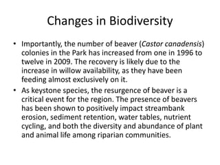 Changes in Biodiversity 
• Importantly, the number of beaver (Castor canadensis) 
colonies in the Park has increased from one in 1996 to 
twelve in 2009. The recovery is likely due to the 
increase in willow availability, as they have been 
feeding almost exclusively on it. 
• As keystone species, the resurgence of beaver is a 
critical event for the region. The presence of beavers 
has been shown to positively impact streambank 
erosion, sediment retention, water tables, nutrient 
cycling, and both the diversity and abundance of plant 
and animal life among riparian communities. 
 