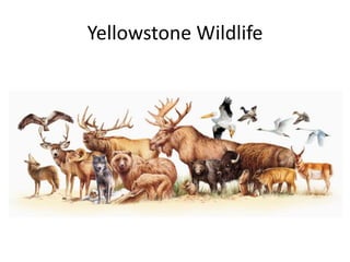 Yellowstone Wildlife 
 