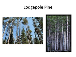 Lodgepole Pine 
 