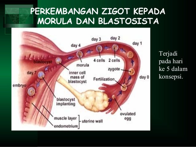 Firman Filsafat Manusia
