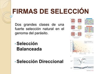 FIRMAS DE SELECCIÓN
Dos grandes clases de una
fuerte selección natural en el
genoma del parásito.
• Selección
Balanceada
• Selección Direccional
 