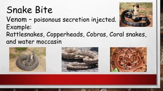Snake Bite
Venom – poisonous secretion injected.
Example:
Rattlesnakes, Copperheads, Cobras, Coral snakes,
and water moccasin
 