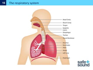The respiratory system
16
 
