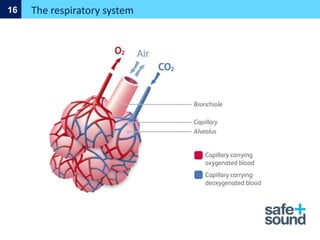 The respiratory system
16
 