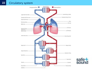 Circulatory system
22
 