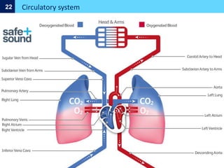 Circulatory system
22
 
