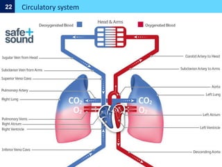Circulatory system
22
 