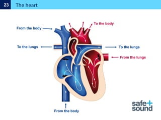 From the body
From the body
To the lungs To the lungs
The heart
23
From the lungs
To the body
 