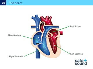 Right Atrium
Right Ventricle
Left Ventricle
The heart
23
Left Atrium
 