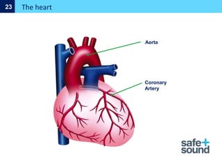 Aorta
Coronary
Artery
The heart
23
 