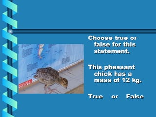 Choose true or false for this statement. This pheasant chick has a mass of 12 kg. True or False