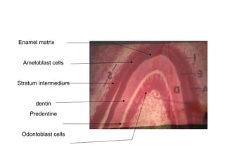 Enamel matrix
Ameloblast cells
Stratum intermedium
dentin
Predentine
Odontoblast cells
 