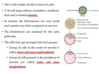 Morula Little Raspberry First-week-of-development.ppt of midwifery | PPT