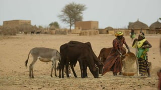 Livestock-derived foods and the first 1000 days: The essential role of livestock-derived foods in the nutrition of mothers and infants