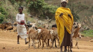 Livestock-derived foods and the first 1000 days: The essential role of livestock-derived foods in the nutrition of mothers and infants