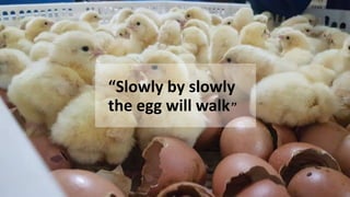 Livestock-derived foods and the first 1000 days: The essential role of livestock-derived foods in the nutrition of mothers and infants