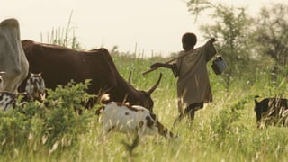 Livestock-derived foods and the first 1000 days: The essential role of livestock-derived foods in the nutrition of mothers and infants