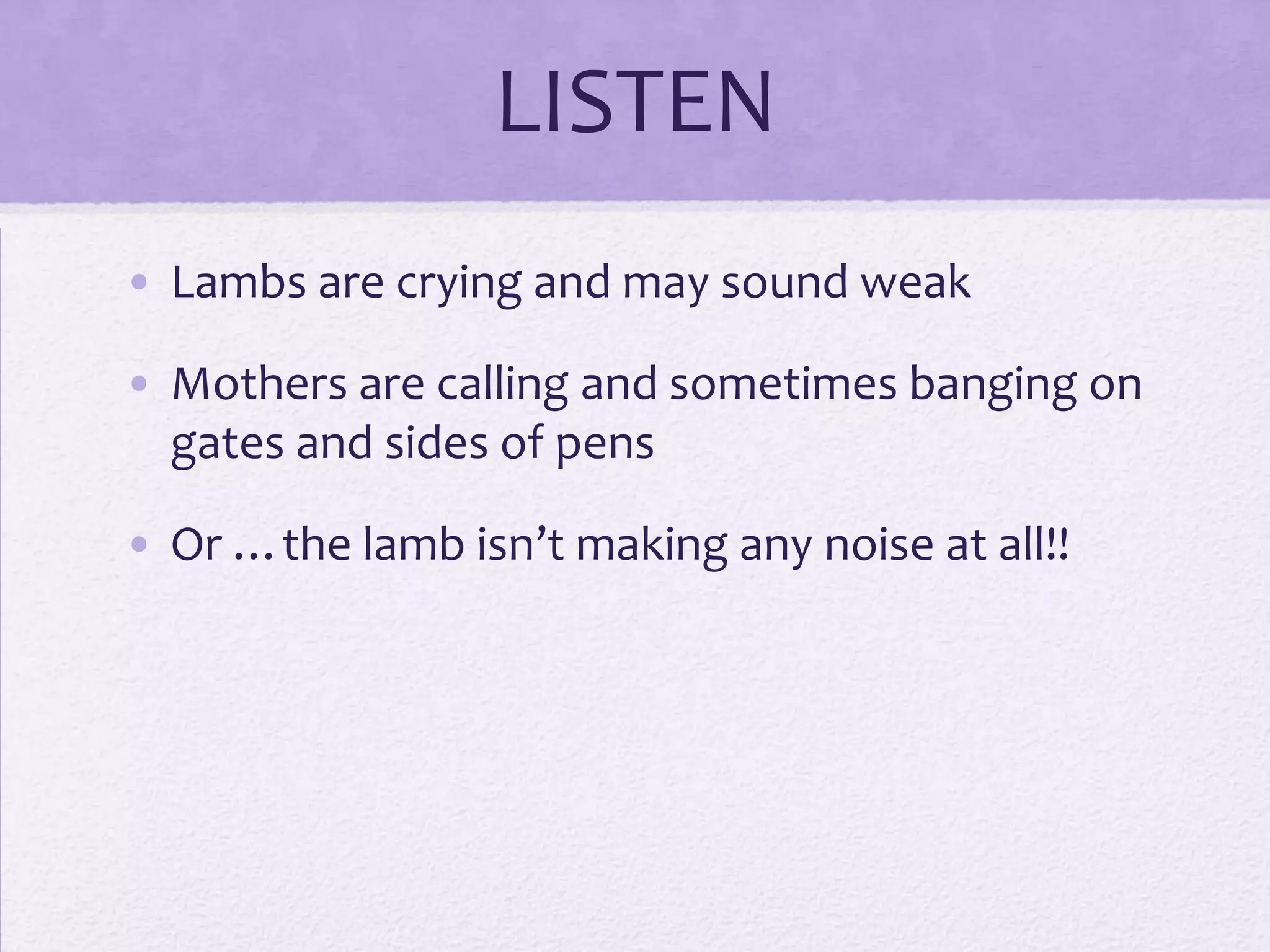 LISTEN
• Lambs are crying and may sound weak
• Mothers are calling and sometimes banging on
gates and sides of pens

• Or …the lamb isn’t making any noise at all!!

 