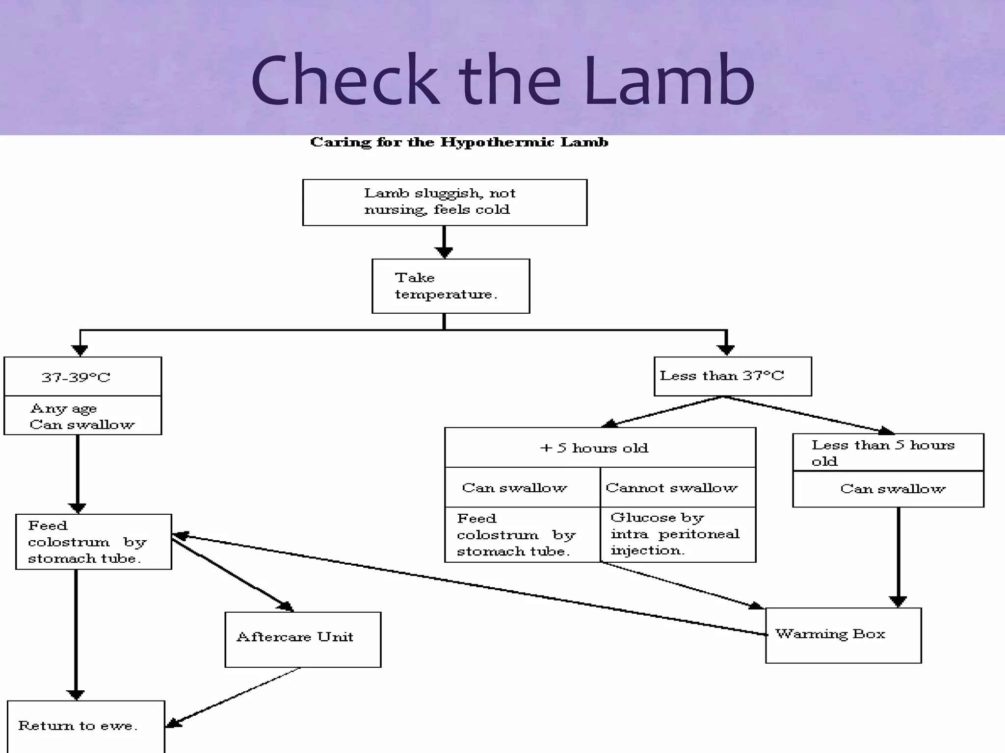 Check the Lamb
• Is it laying flat out, Frozen to the ground?
• Is its mouth cold?
• Check its rectal temperature

 