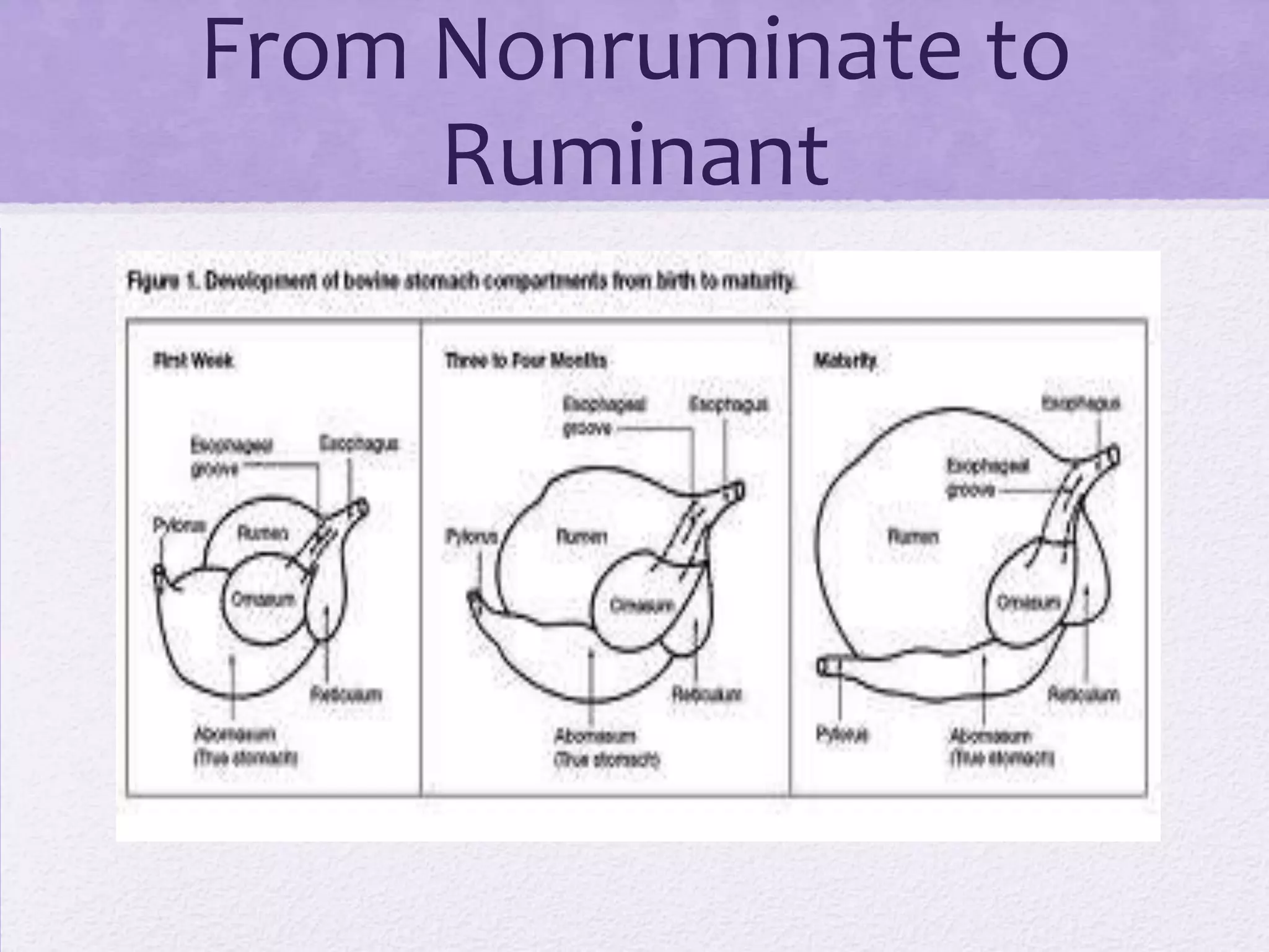 From Nonruminate to
Ruminant

 