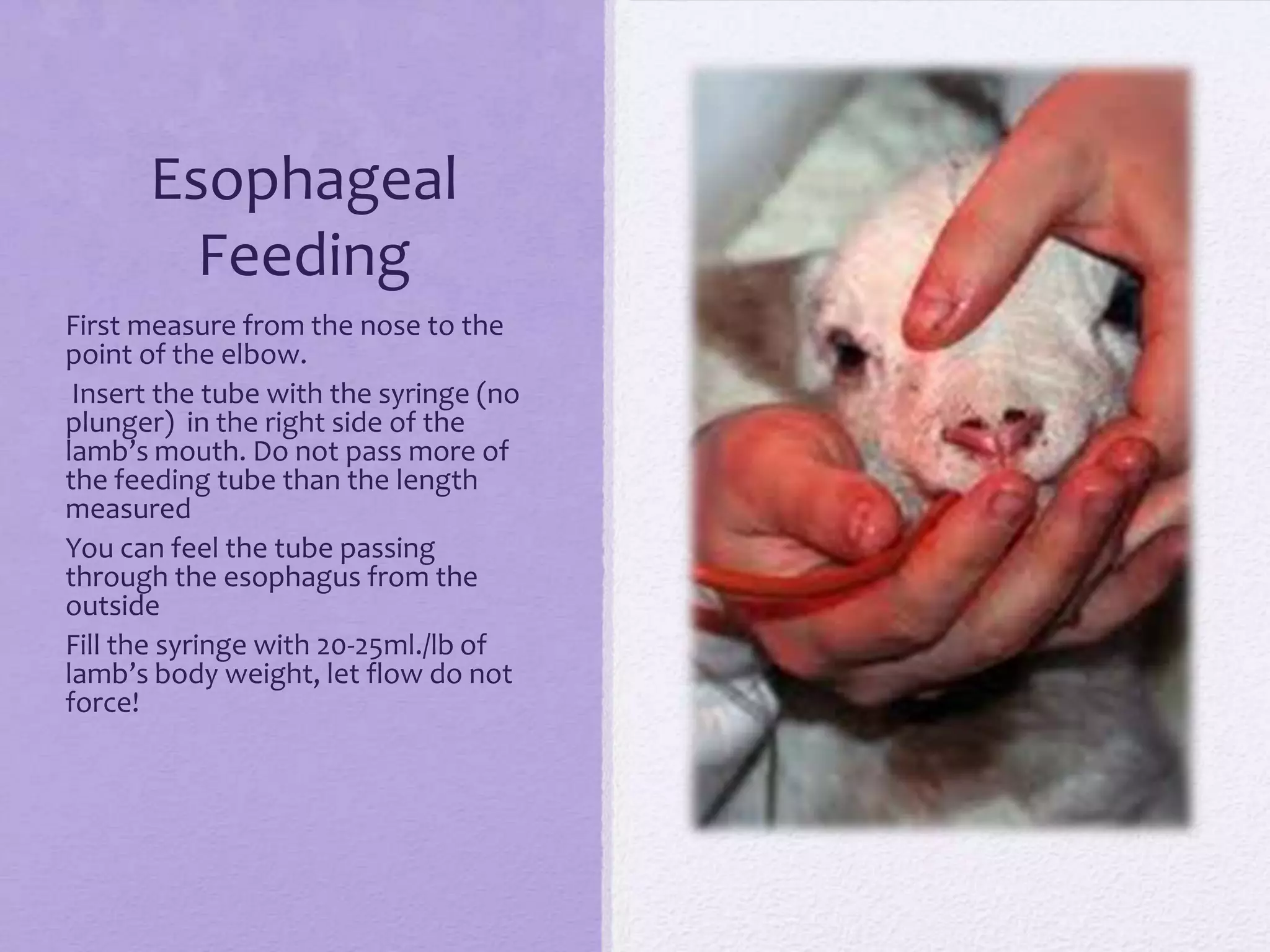 Esophageal
Feeding
First measure from the nose to the
point of the elbow.
Insert the tube with the syringe (no
plunger) in the right side of the
lamb’s mouth. Do not pass more of
the feeding tube than the length
measured
You can feel the tube passing
through the esophagus from the
outside
Fill the syringe with 20-25ml./lb of
lamb’s body weight, let flow do not
force!

 