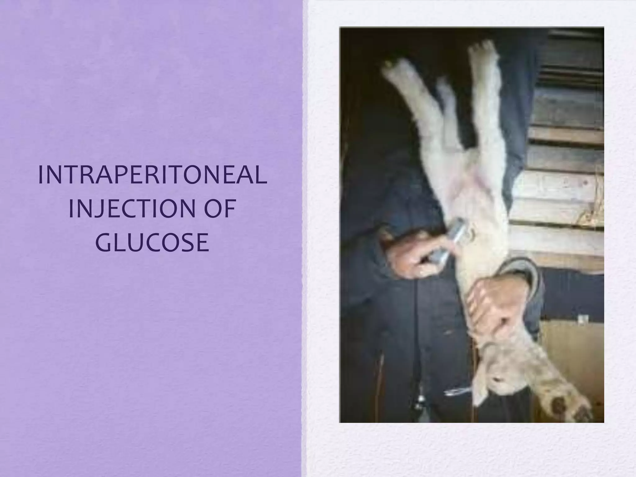 INTRAPERITONEAL
INJECTION OF
GLUCOSE

 