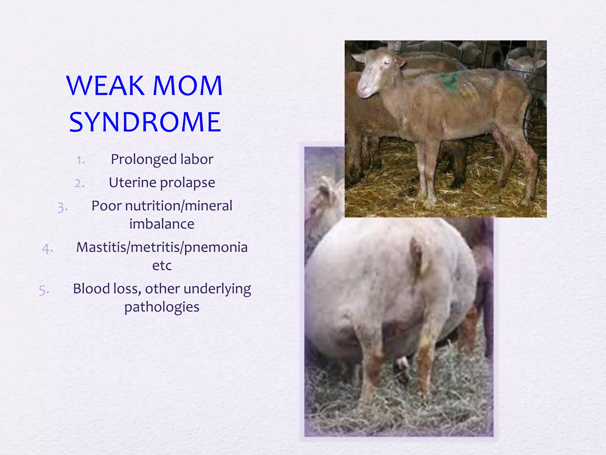 WEAK MOM
SYNDROME
1.
2.
3.

Prolonged labor
Uterine prolapse
Poor nutrition/mineral
imbalance

4.

Mastitis/metritis/pnemonia
etc

5.

Blood loss, other underlying
pathologies

 