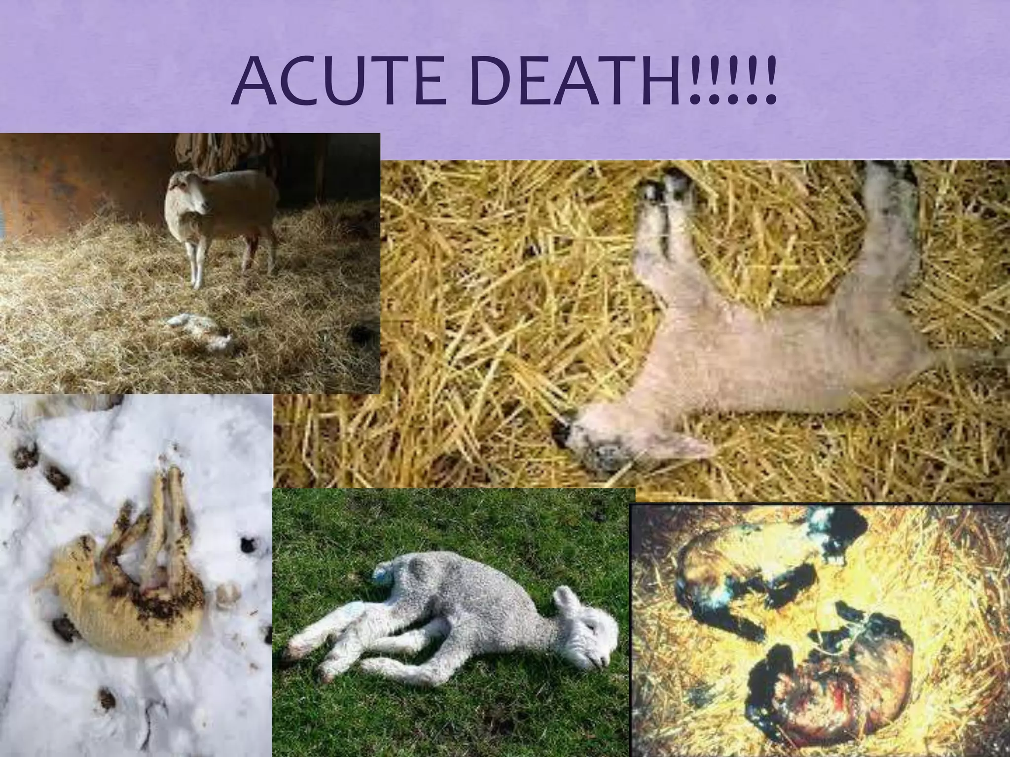 ACUTE DEATH!!!!!

 