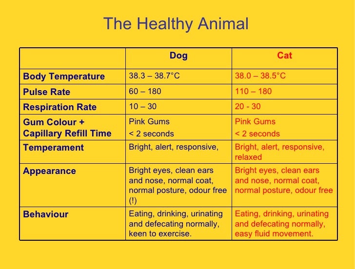 Puppies Respiratory Rate Normal Heart Rate, Body Temperature