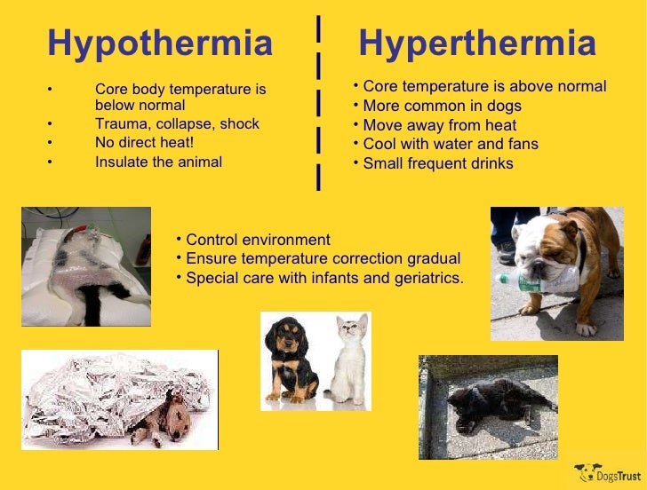 Normal Dog Temperature For Small Dogs Normal Dog Temperature For Small Dogs