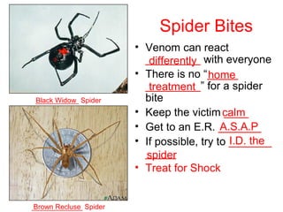Spider Bites
• Venom can react
_________ with everyone
• There is no “_____
_________” for a spider
bite
• Keep the victim ____
• Get to an E.R. _______
• If possible, try to _______
_____
• Treat for Shock
___________ Spider
_____________ Spider
Black Widow
Brown Recluse
differently
home
treatment
calm
A.S.A.P
I.D. the
spider
 