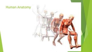 Human Anatomy
 