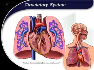 10
Circulatory System10
 
