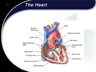 11
The Heart
 