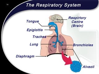 14
The Respiratory System14
Respirtory
Centre
(Brain)
Bronchioles
Epiglottis
Trachea
Lung
Diaphragm
Alveoli
Tongue
© 2002 Abertay Nationwide Training
 