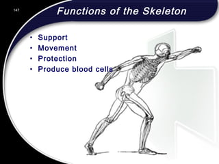 147
Functions of the Skeleton
• Support
• Movement
• Protection
• Produce blood cells
147
© 2002 Abertay Nationwide Training
 